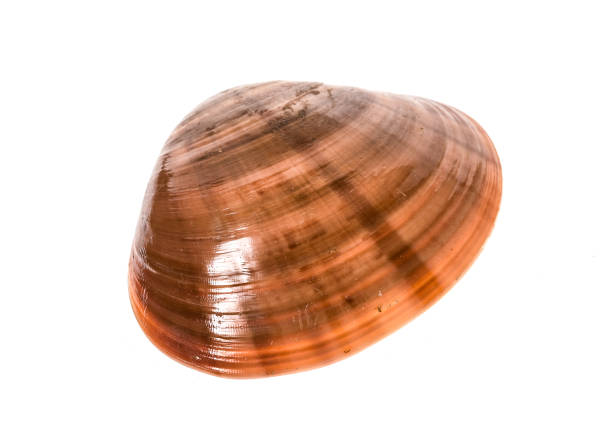 istock Fresh Smooth clam - Fasolara - Callista chione shell isolated. 655692102