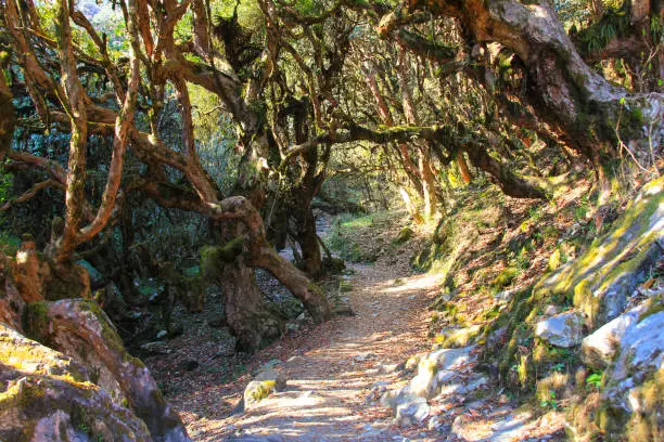 Annapurna trekking trail in an old big Rhododendron trees forest, very famous trekking route in Nepal