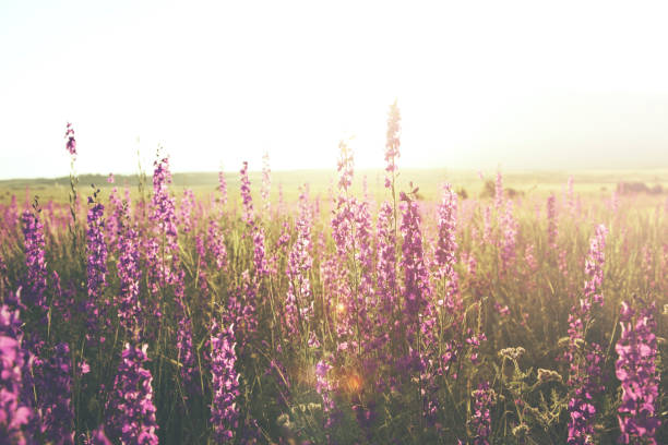 istock beautiful lavender purple flowers in field 655696764