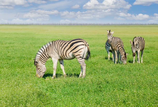 istock Grazing Grevy's zebras in steppe in the spring 655696854