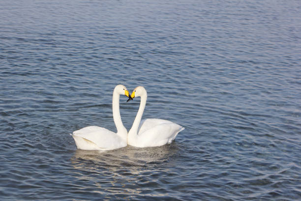 istock Whooper swans swimming in the lake 655699100