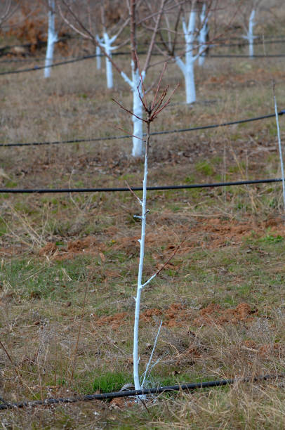 istock Cherry trees treated with Bordeaux mixture to combat mildew. 655699272