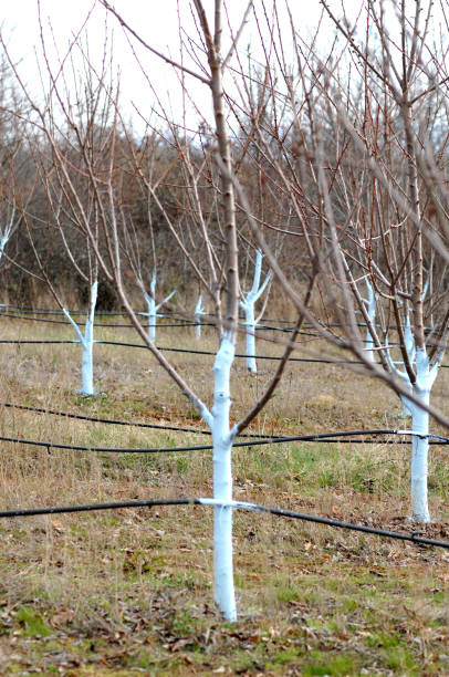 istock Cherry trees treated with Bordeaux mixture to combat mildew. 655699306