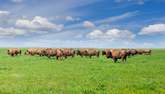 Small herd of the American bisons in the spring steppe covered by grass in the nature reserve against the background of the sky with clouds