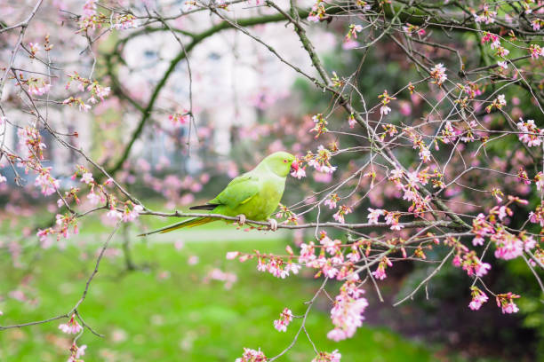 Ring necked parakeet, Psittacula krameri eating flowers in the tree The view of the green rose-ringed (ring necked) parakeet, Psittacula krameri, eating flowers in the tree hyde park flowers stock pictures, royalty-free photos & images