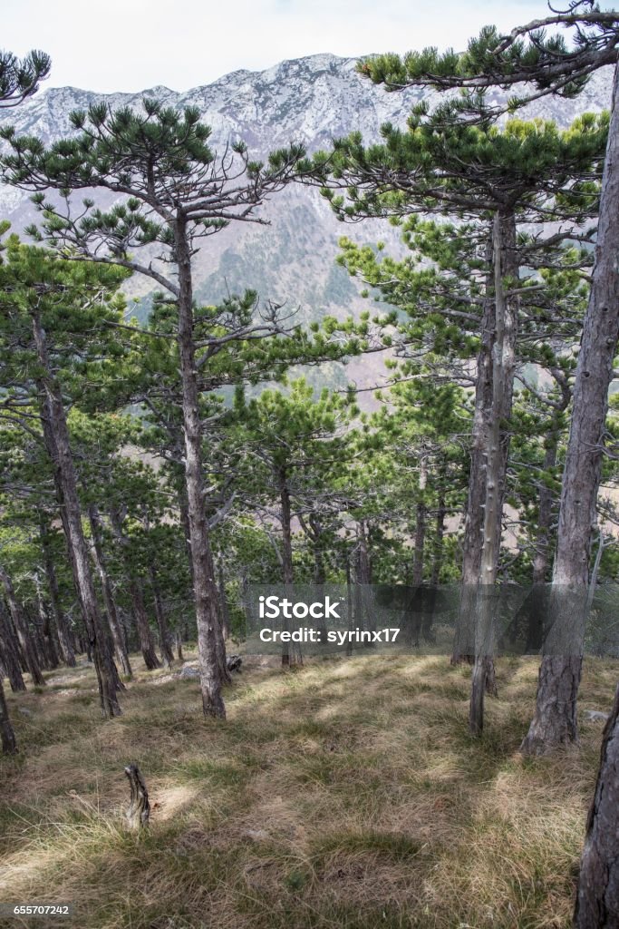 Pine forest and rocky mountains. National park Paklenica, the part of Velebit; the largest mountain range in Croatia. Pine forest and rocky mountains. High angle view. National park Paklenica, the part of Velebit; the largest mountain range in Croatia. Croatia Stock Photo