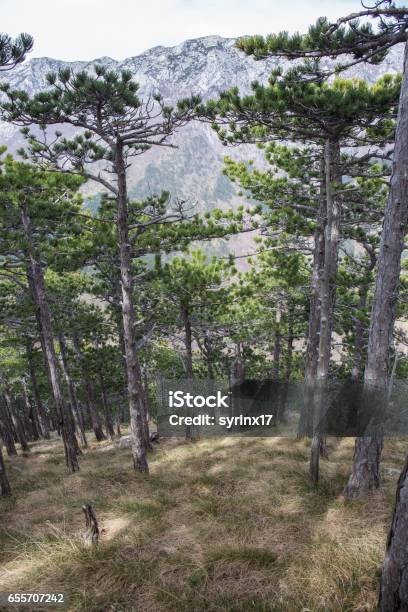 Pine Forest And Rocky Mountains National Park Paklenica The Part Of Velebit The Largest Mountain Range In Croatia Stock Photo - Download Image Now