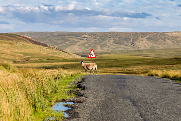 country road and sheep in the yorkshire dales, uk - kirkby stephen imagens e fotografias de stock