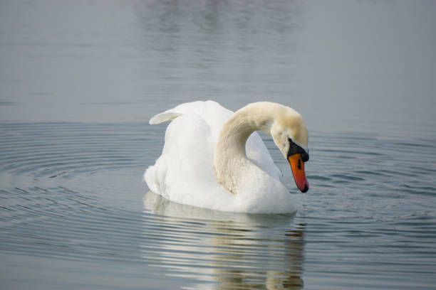 istock White swan swims in the lake water 655710824