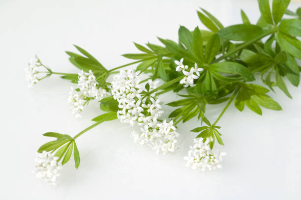 우드 러프; 솔 풀 - alternative medicine herb garden plant flower 뉴스 사진 이미지