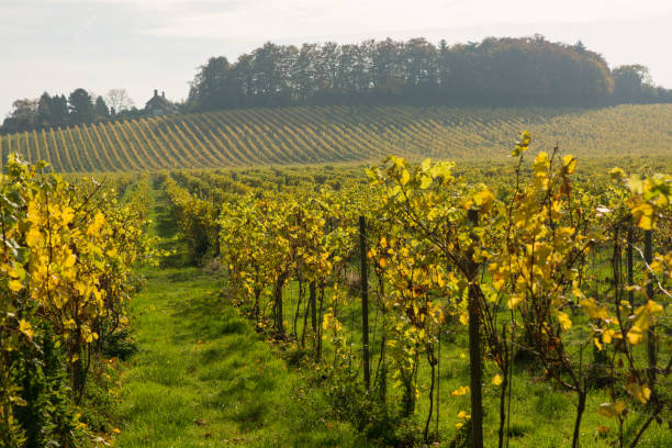 Autumn (Fall) colours in vineyard at Dorking, Surrey, England Grapevine leaf colours at Autumn (Fall) in vineyard at Dorking in Surrey, England surrey england stock pictures, royalty-free photos & images