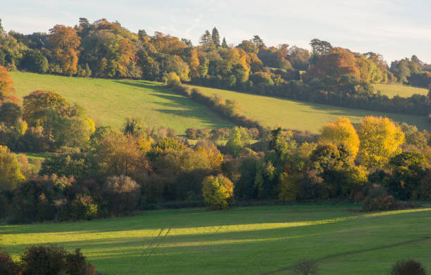 istock Autumn Woodland in Surrey, England 655711808
