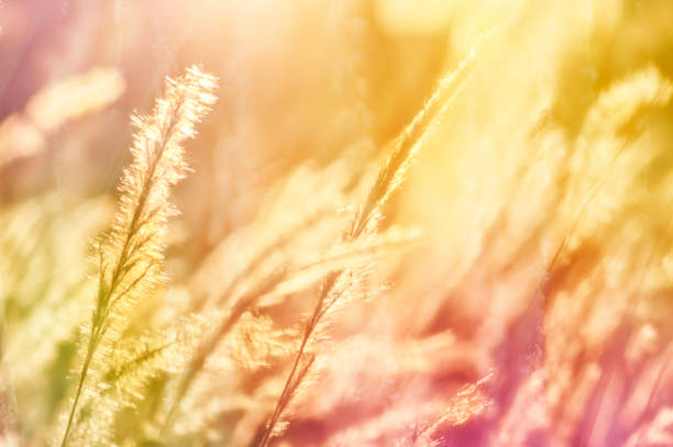 istock blur Grass flowers and sunset in vintage style 655718090