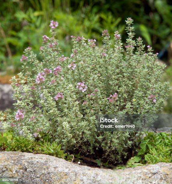 Lemon Thyme Thymus Citriodorus Stock Photo - Download Image Now - Thyme, Flower, Flowerbed