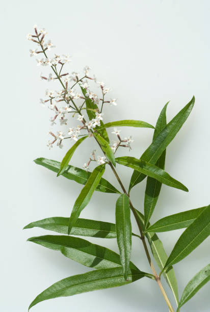 Verbena; Lippia; citrodora