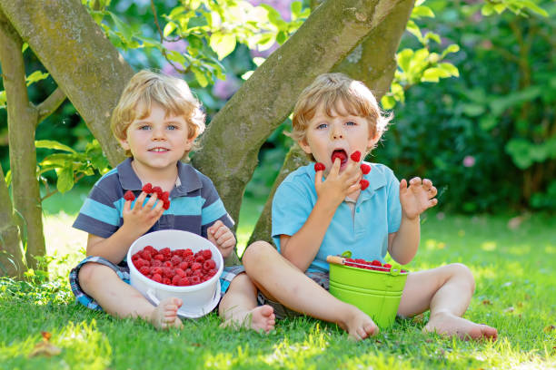 istock Two little friends, kid boys having fun on raspberry farm in summer 655718810
