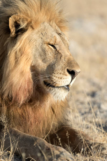 istock Male lion resting in morning light 655721636
