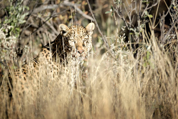 istock Portrait of a leopard 655721844