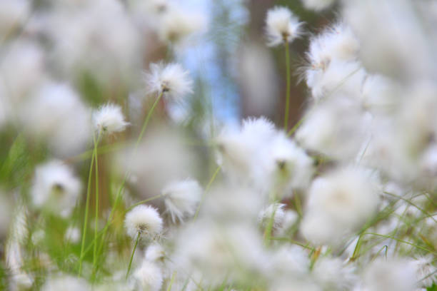 cottongrass in lapland - cotton grass sedge grass nature imagens e fotografias de stock
