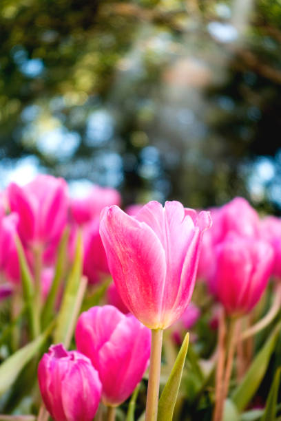 istock colorful Tuilip in the garden. 655724334