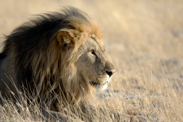 istock Male lion in morning light 655725062