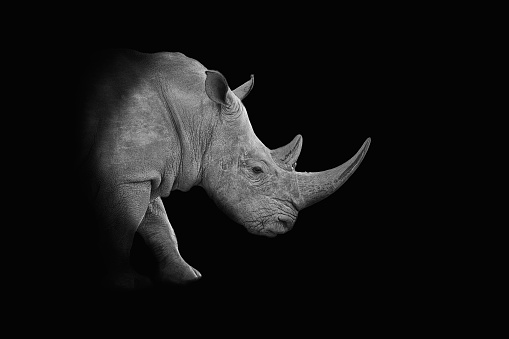 A dark monochrome portrait of a White Rhinoceros