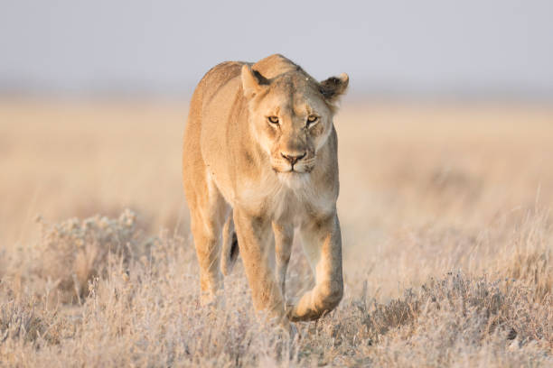 istock Lioness hunting in Etosha 655728832
