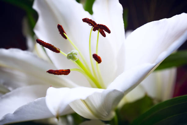 istock Beautiful white lily flower blossom macro close up 655733910