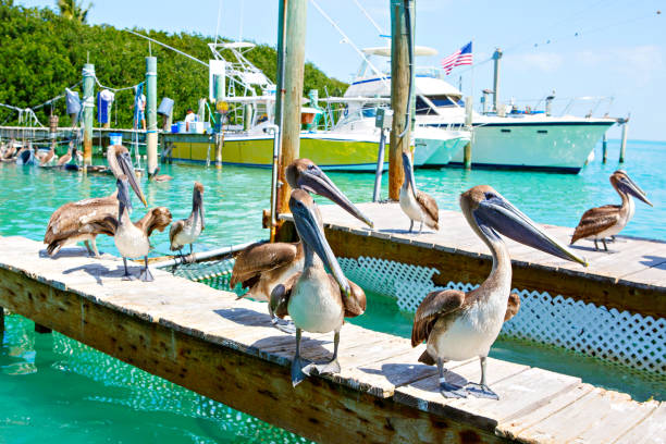 istock Big brown pelicans in Islamorada, Florida Keys 655734422