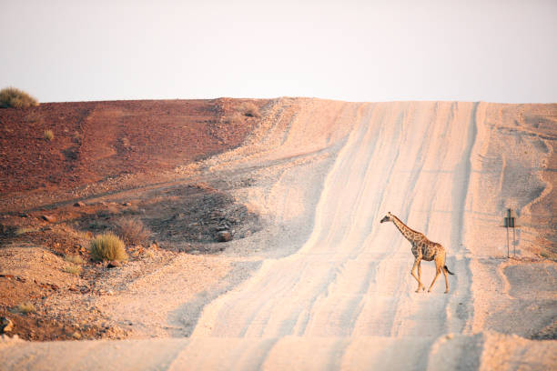a giraffe in palmwag concession, namibia. - giraffe namibia africa animal imagens e fotografias de stock