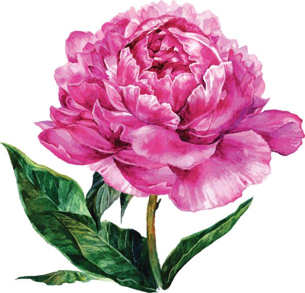 istock Watercolor hand drawn illustration of pink peony 655748234
