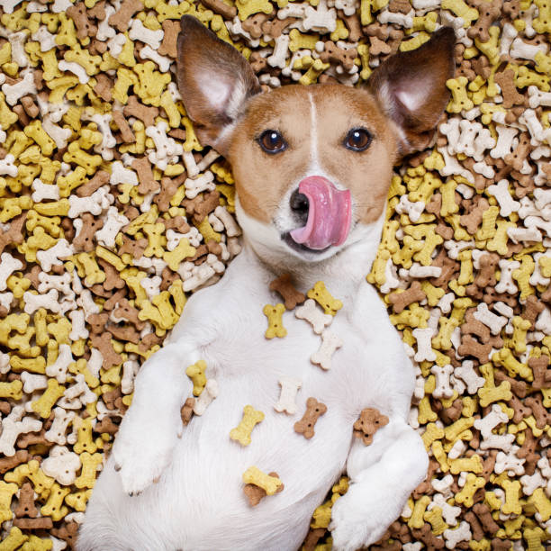 istock hungry dog in big  food mound 655748300