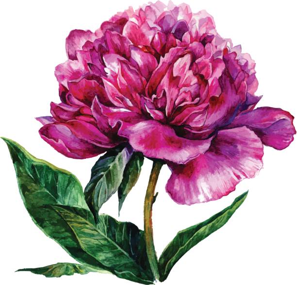 istock Watercolor hand drawn illustration of pink peony 655748330