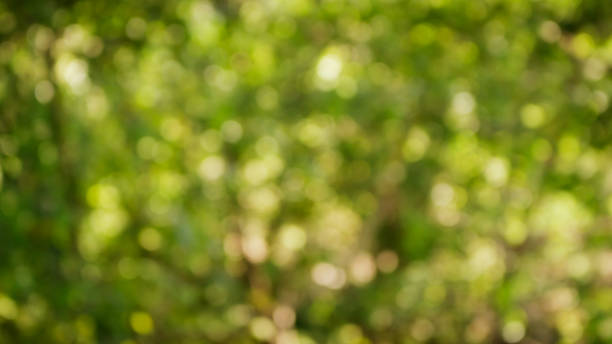istock Green bush have sunlight abstract bokeh, for graphic background. 655748372
