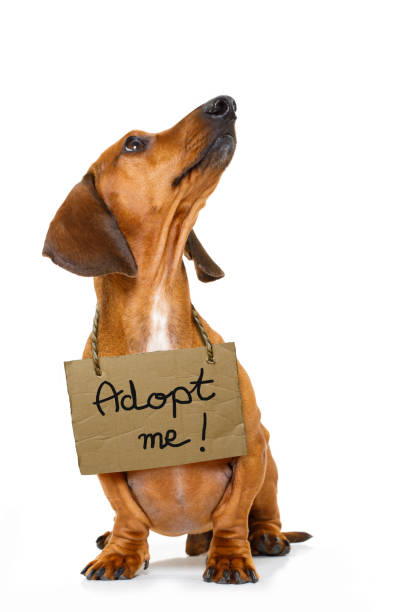 istock homeless dog to adopt 655748796