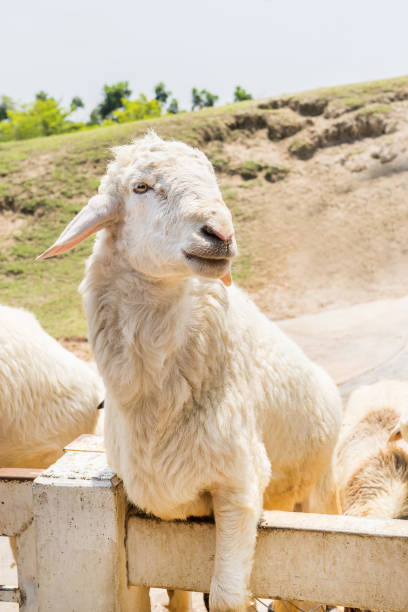 head shot of romney sheep portrait looking