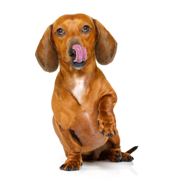 hungry sausage dachshund dog hungry dachshund sausage dog  licking with tongue isolated on white background and high five with paw , licking  with tongue licking stock pictures, royalty-free photos & images