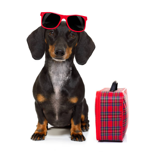 istock dachshund sausage dog on vacation 655749396