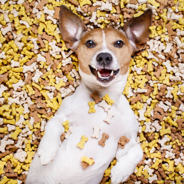istock hungry dog in big  food mound 655749536