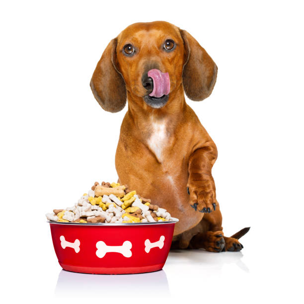 istock hungry sausage dachshund dog 655749620