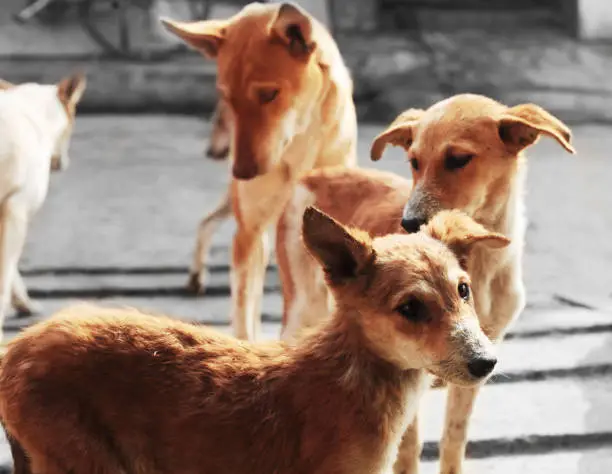 Photo of Street Dogs