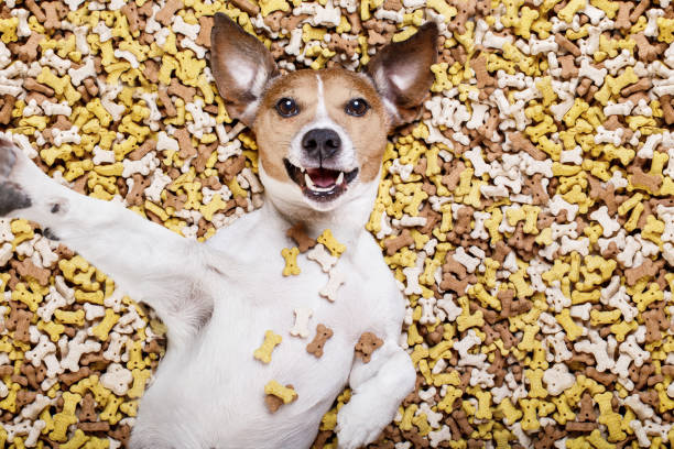 istock hungry dog in big  food mound 655751898