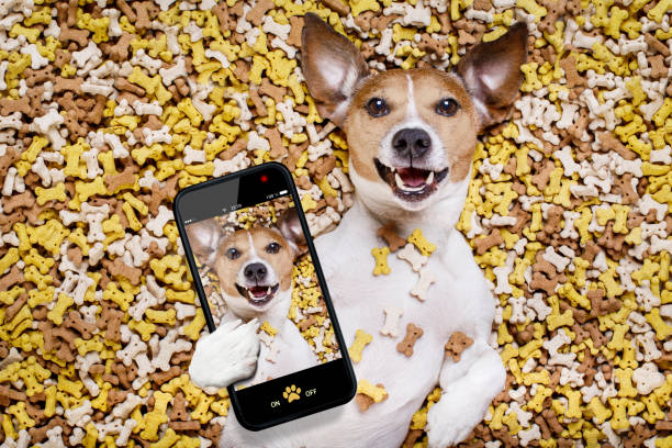 istock hungry dog in big  food mound 655752566