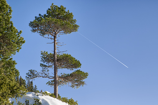 Fir tree and airplane on the blue sky
