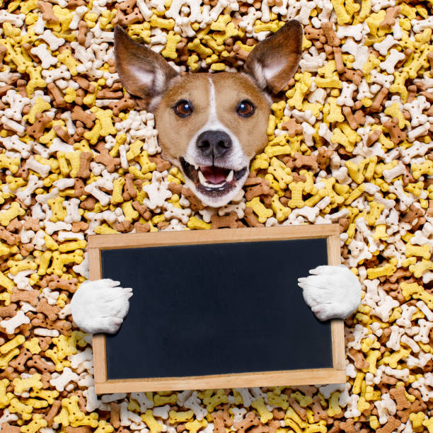 istock hungry dog in big  food mound 655752804