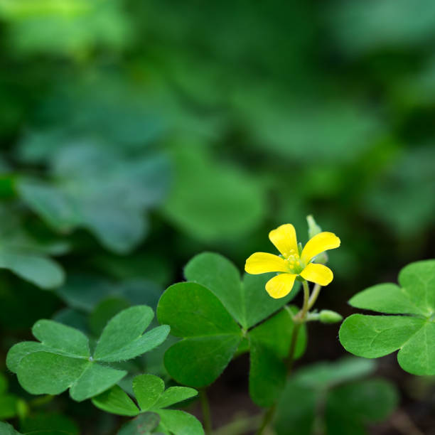istock Clover and little yellow flower 655753000