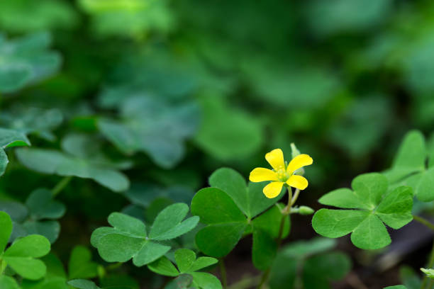 Clover and little yellow flower