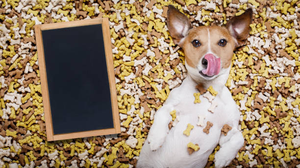 istock hungry dog in big  food mound 655753034