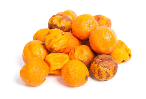 썩은 오렌지 과일 - rotting orange rudeness fruit 뉴스 사진 이미지