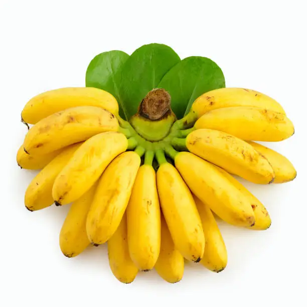 Photo of Small bananas isolated on white